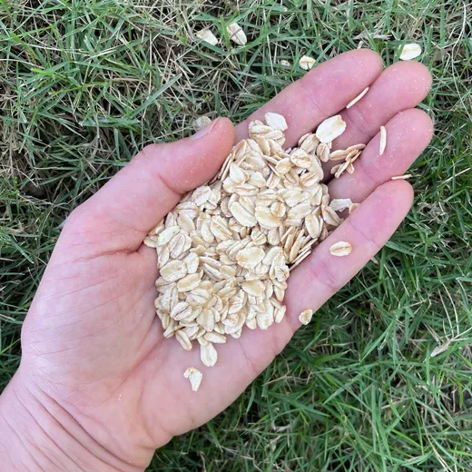 Overnight Oats